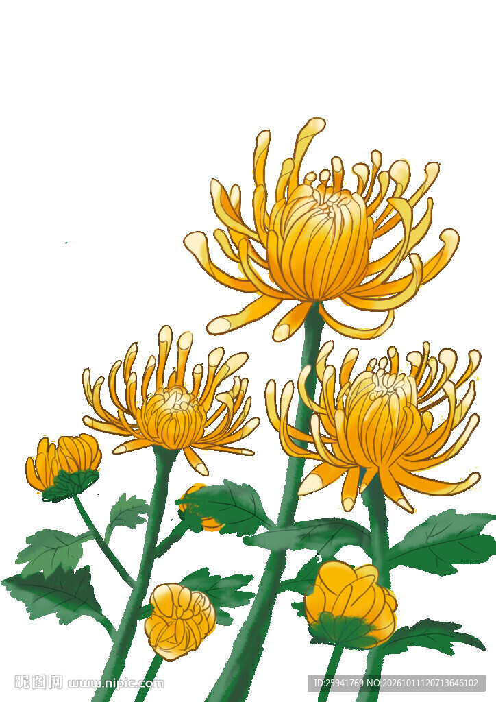 金色秋菊手绘插画