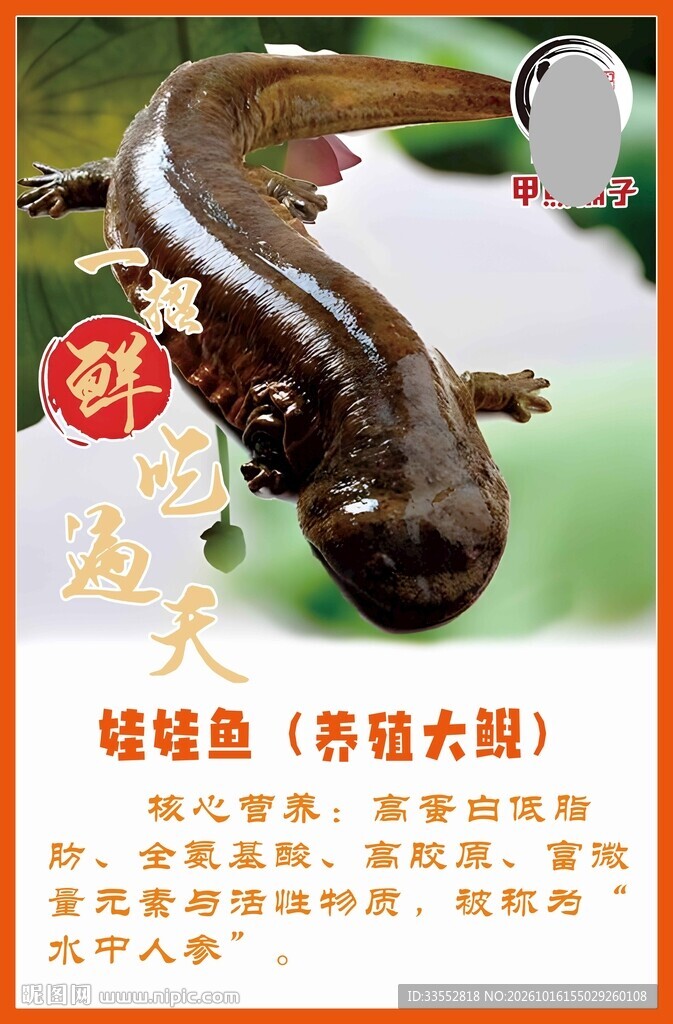 娃娃鱼