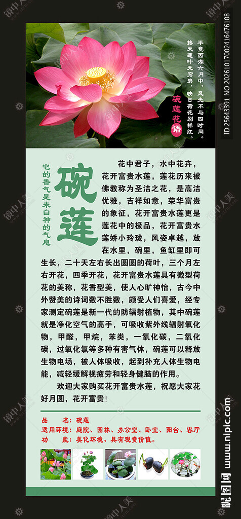 碗莲海报