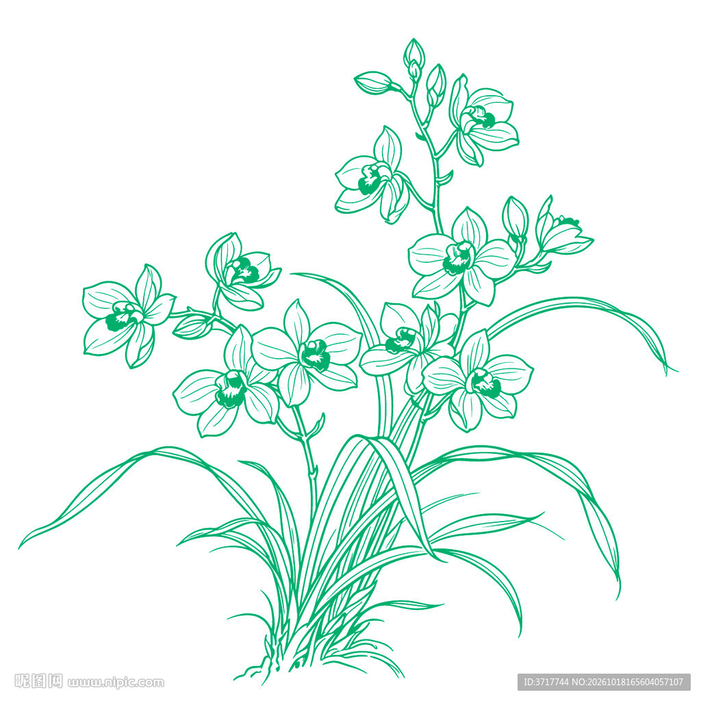 绿色线描兰花插画花卉线稿矢量图