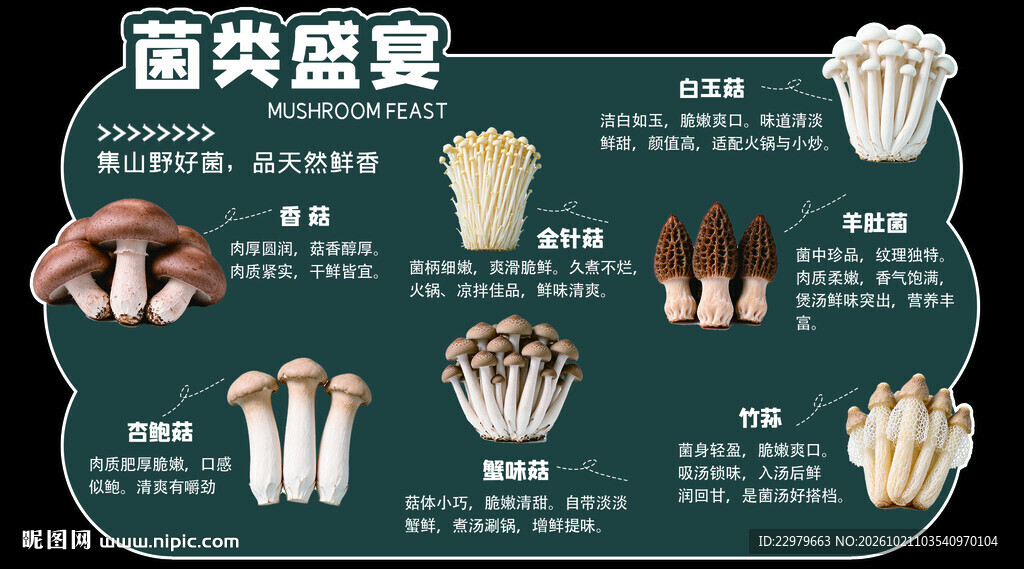 菌类盛宴科普图鉴