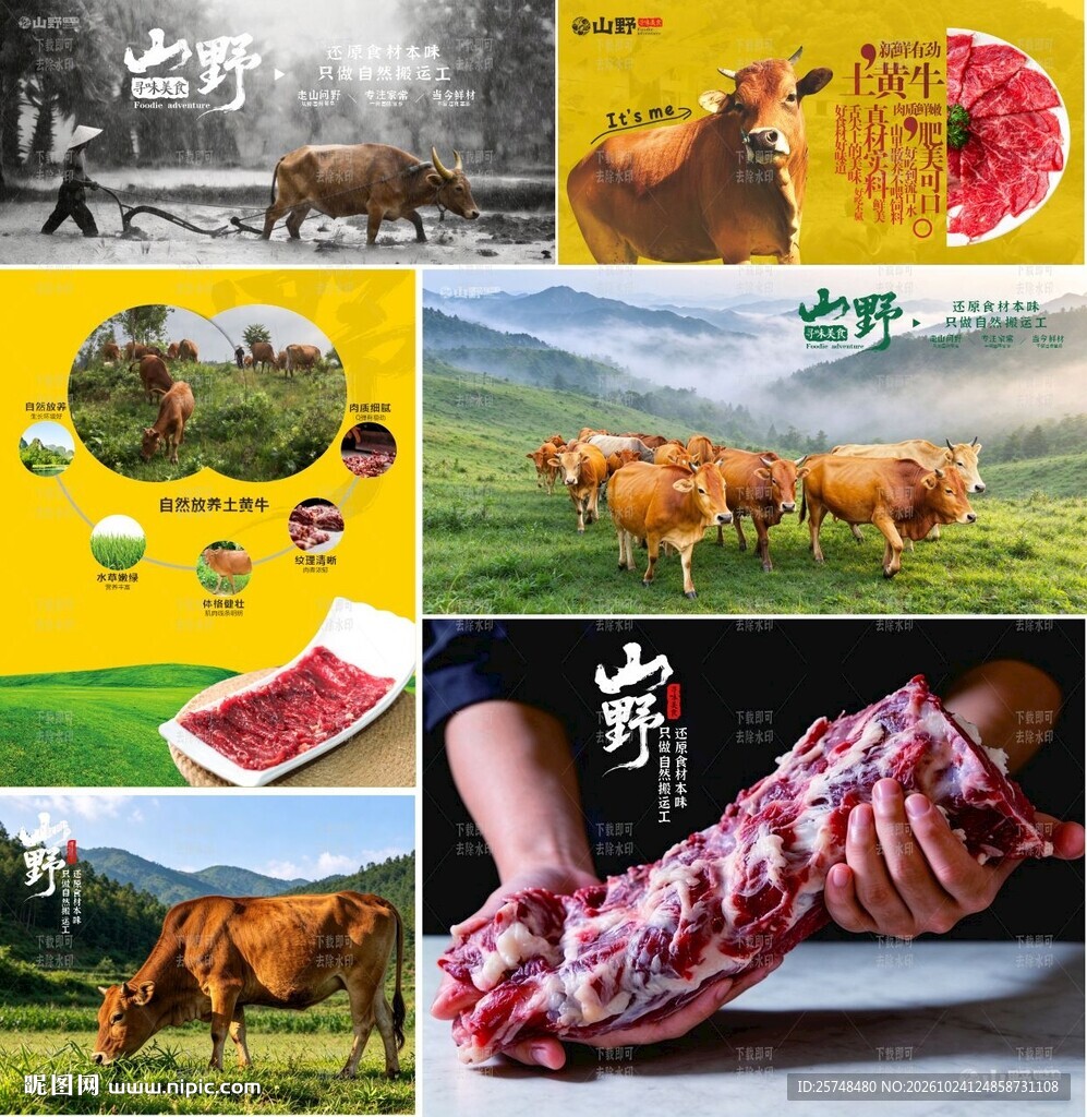 山野美食  黄牛  新鲜牛肉 