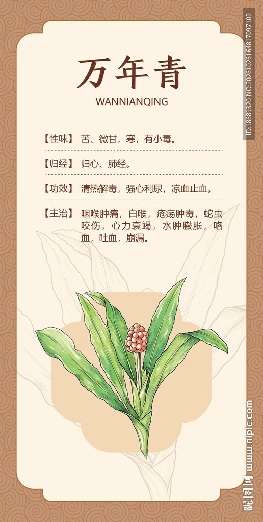 万年青中药科普图鉴手绘