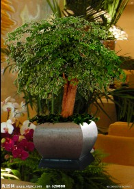 幸福树