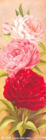 花卉牡丹花