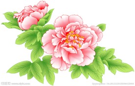 牡丹(通道分层)