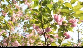 阳光穿过樱花