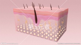 皮肤模型
