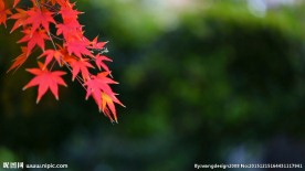 美丽秋天枫叶
