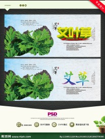 艾叶草