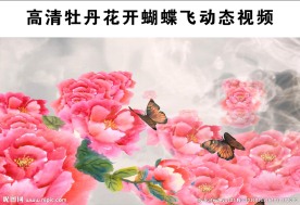 牡丹花开LED视频