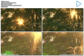 阳光穿过树叶