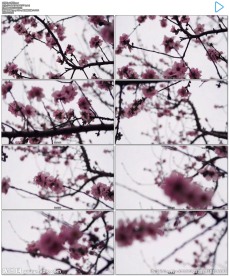 4K桃花