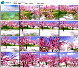 仙境桃林春色桃花 歌曲舞蹈背景