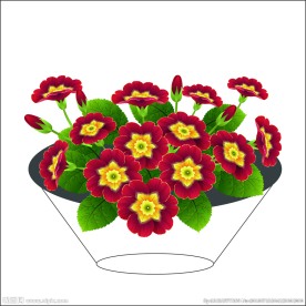 茄子花