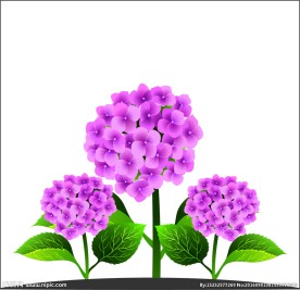 仙人花