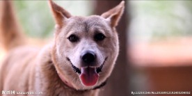 中华田园犬