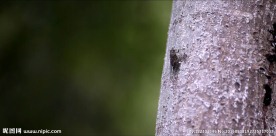 蝉