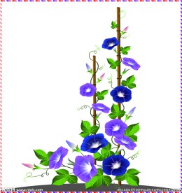 紫色牵花