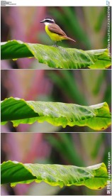 树叶上的小鸟