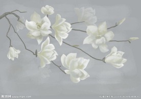 手绘玉兰花