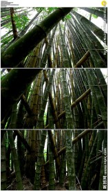 茂盛竹林