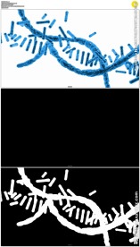dna基因链