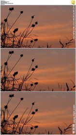 夕阳小草