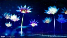 荧光荷花