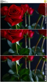 玫瑰花