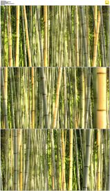 茂密竹林