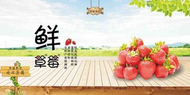 草莓采摘