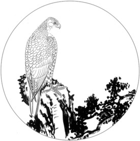 雄鹰 线描 素描 白描 国画