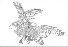 雄鹰 线描 素描 白描 国画