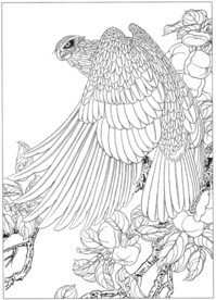 雄鹰 线描 素描 白描 国画