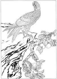 雄鹰 线描 素描 白描 国画