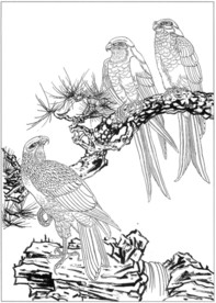 雄鹰 线描 素描 白描 国画