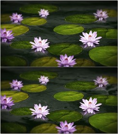 荷花池睡莲