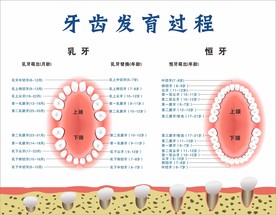 牙齿发育口腔卫生健康