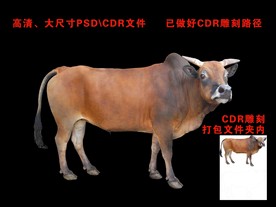 黄牛