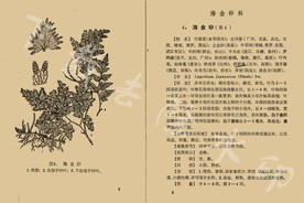 海金砂