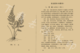 乌韭