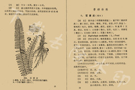石黄皮