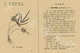 剑叶凤尾蕨