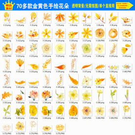 黄色唯美迎春花黄色花朵花卉