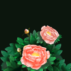 牡丹