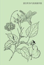 滇南芙蓉