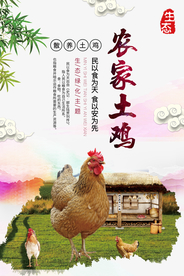 土鸡