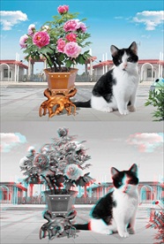 花与猫