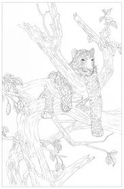 金钱豹线描